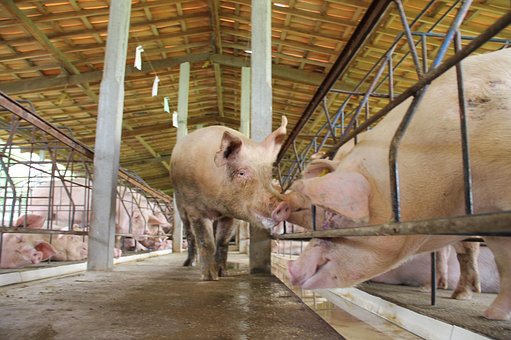 Ein Schwein, Künstliche Befruchtung