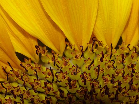 Free Sunflower Vegan photo and picture