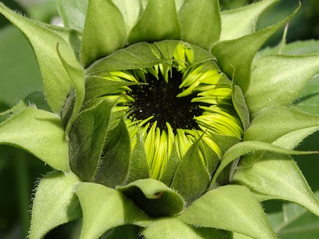 Free Sunflower Vegan photo and picture