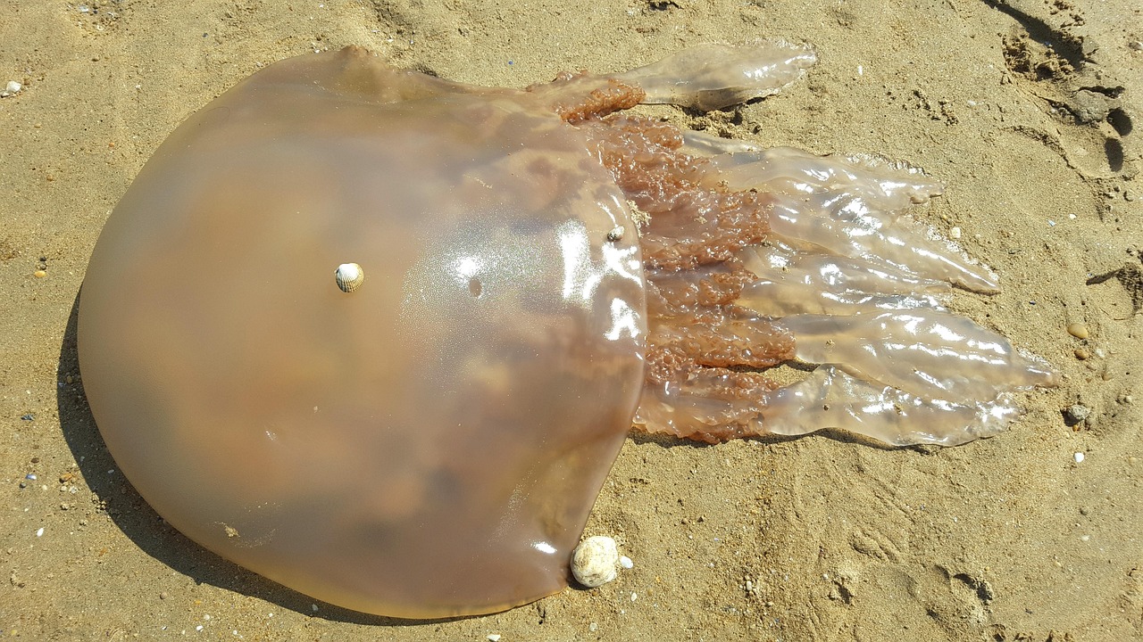 Plus de 1 000 images de Meduse et de Méduse - Pixabay