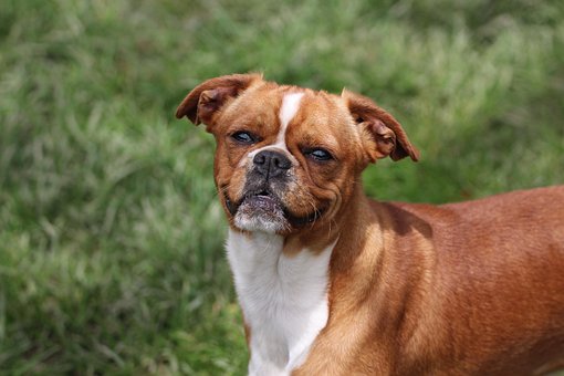 Free Animal Canine photo and picture