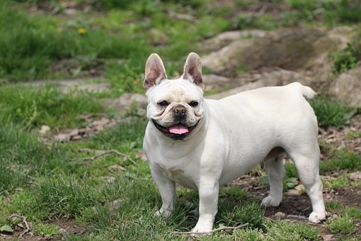 Free Animal Canine photo and picture
