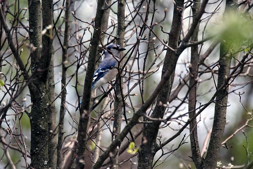 Free Blue Jay Bird photo and picture