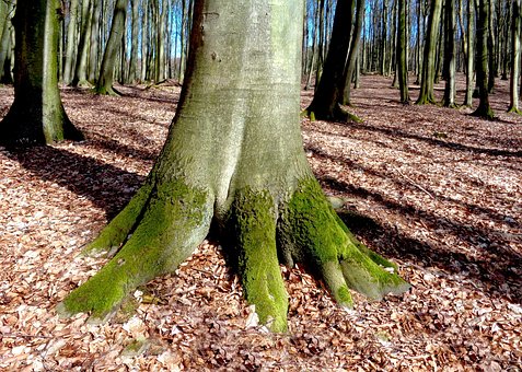 Træ, Bøg, Skov, Humør, Natur, Forår