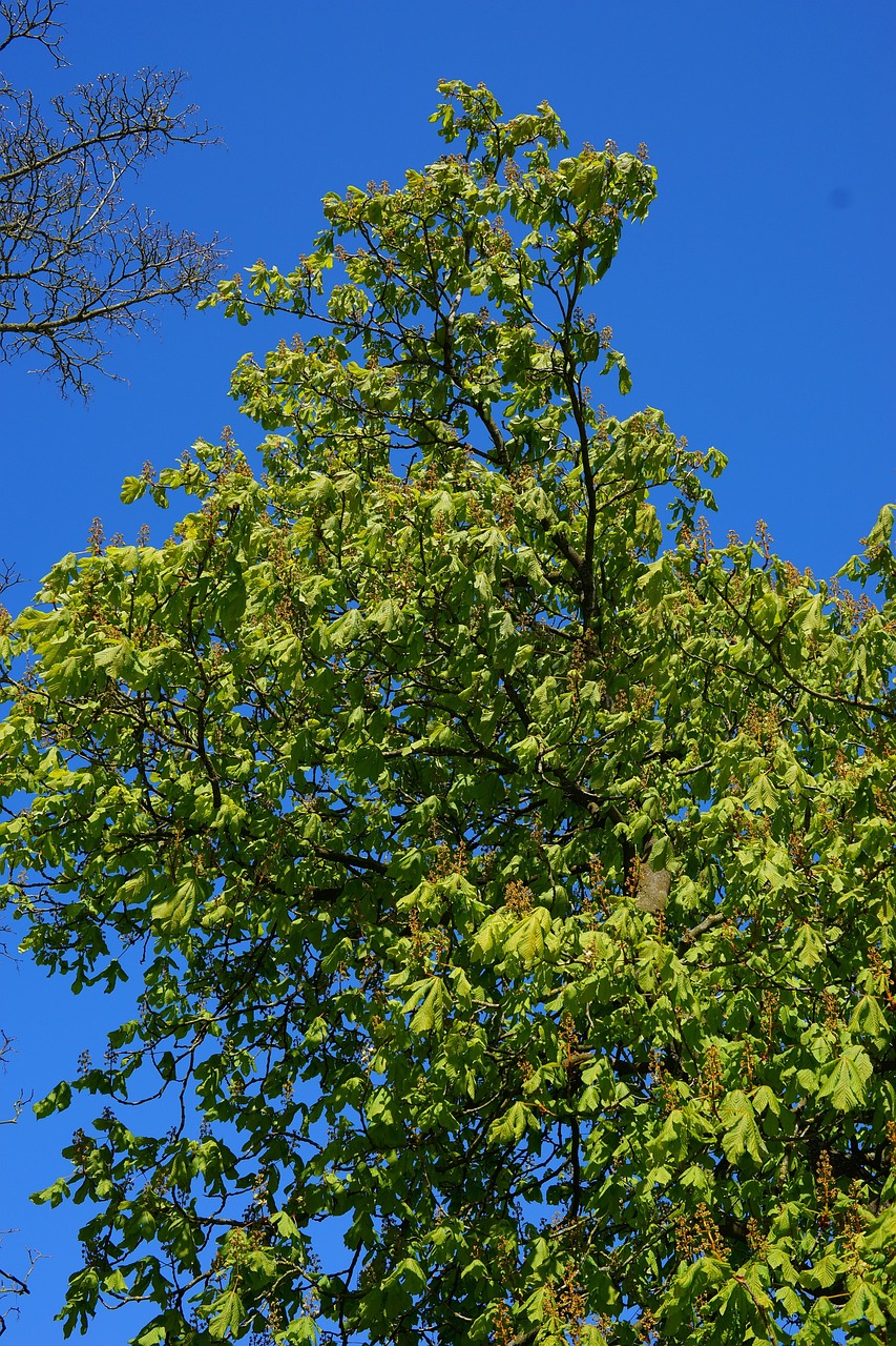 Chestnut Spring Tree - Free photo on Pixabay