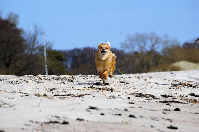 Free Dog Run photo and picture