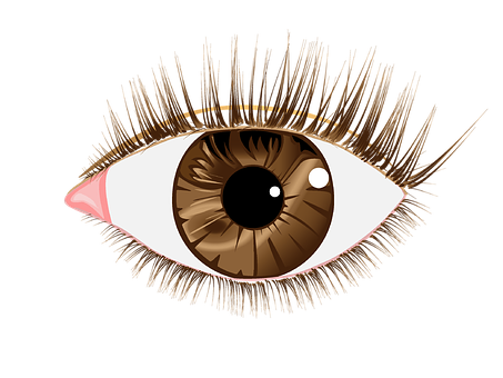Free Eye Brown illustration and picture