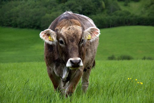 Free Cow Grass photo and picture