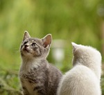 cat, young animal, curious