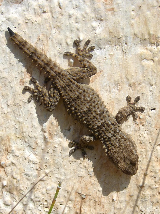German Gecko Gecko Dragon Reptile - Photo gratuite sur Pixabay - Pixabay