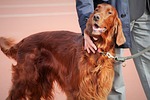 dog, inmate, a friend of man