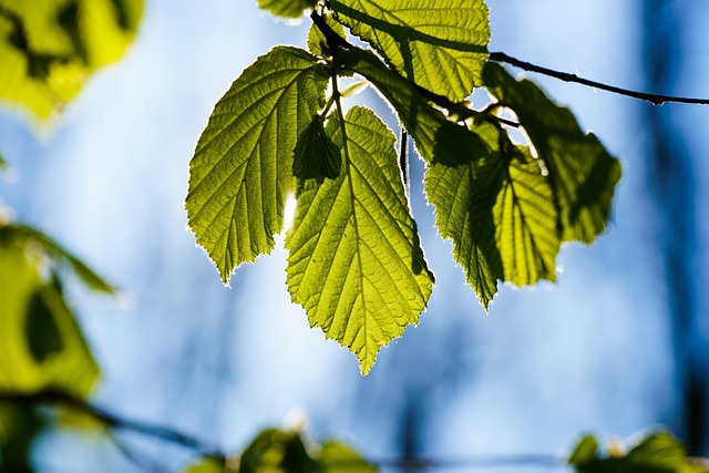 Free Leaf Backlighting photo and picture