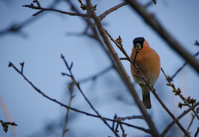 Free Bullfinch Spring photo and picture