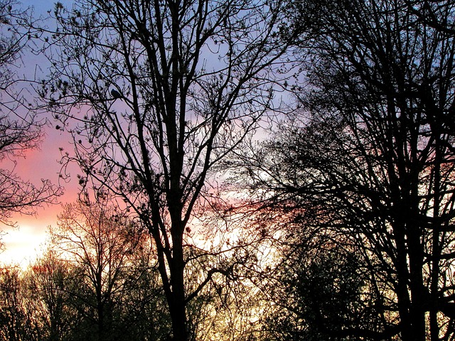 Sonnenuntergang, Bäume, Silhouette