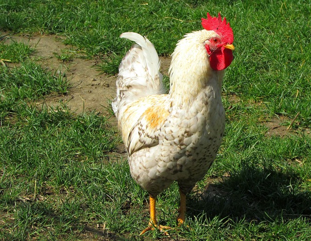 Huhn, Hahn, Tierwelt, Gefieder