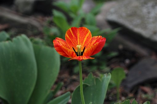 Free Tulip Flower photo and picture