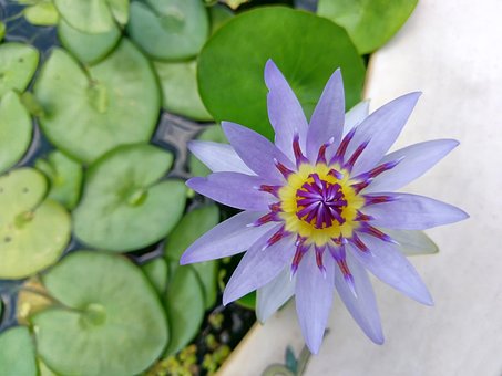Lotus, Teich, Lila, Lotus Im Wasser