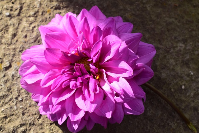 Gardenie, Floare, Curte