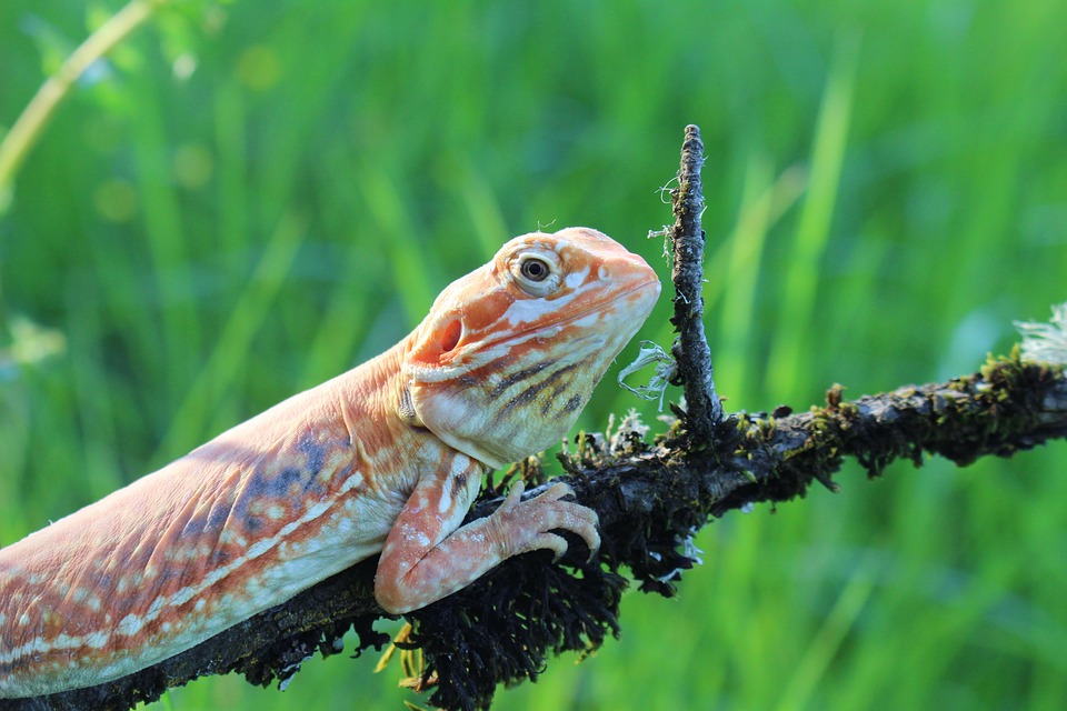 Lizard Nature Silk - Free photo on Pixabay - Pixabay