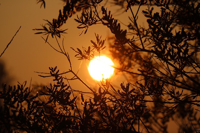 Free Sun Early photo and picture