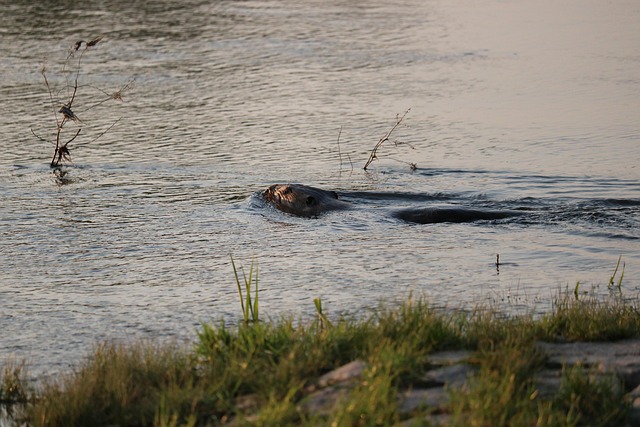 Free Beaver Flow photo and picture