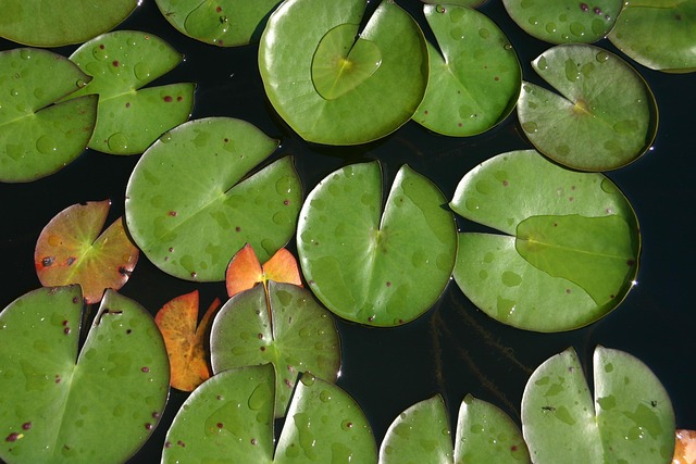 Vodní Rostlina, Rybník, Příroda, Voda