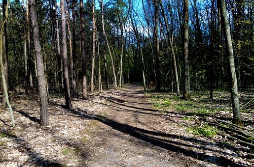 Pădure, Calea, Copaci, Verde