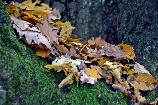 Bladeren, Herfst, Bos, Natuur, Land