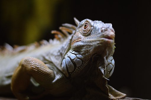 Iguana, Het Dier, Strand, Beest
