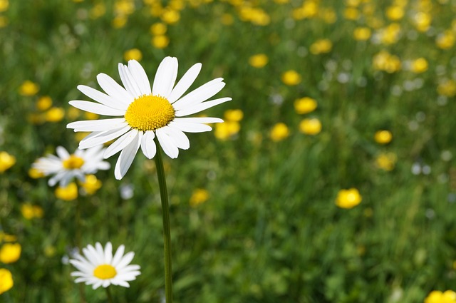 Gänseblümchen, Gänseblume, Wiese, Blume