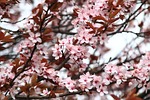 spring, picnic, flowers