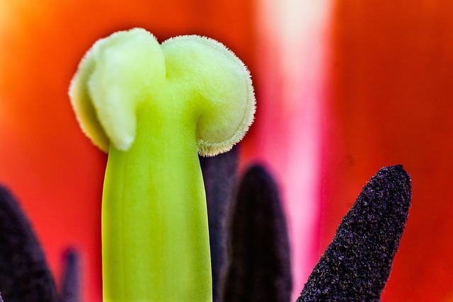 Free Tulip Macro photo and picture