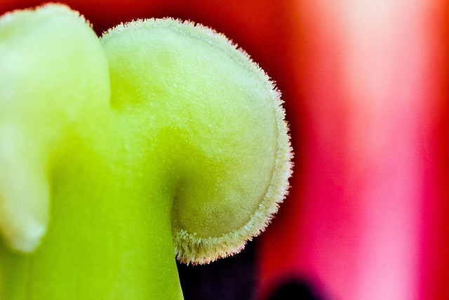 Free Tulip Macro photo and picture