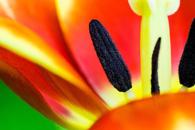 Free Tulip Flower Background photo and picture