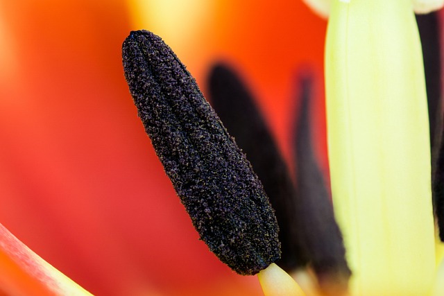 Free Tulip Plant photo and picture