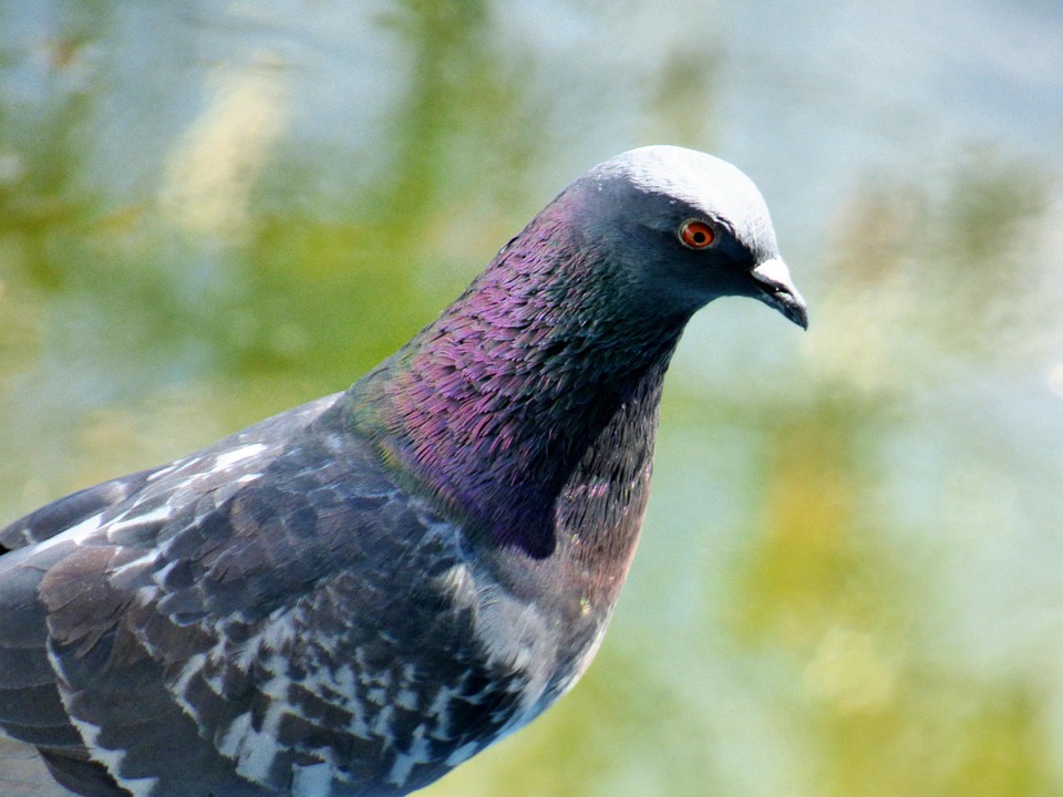 Female Pigeon Dove Free Photo On Pixabay