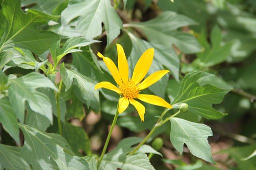 Hand Gottes, Phytotherapie, Heilpflanze