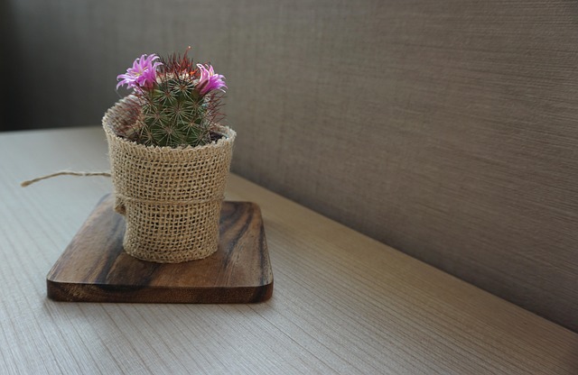 Free Cactus Plant photo and picture