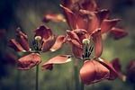 vintage look, tulips, faded