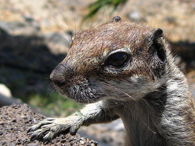 Free Chipmunk Rodent photo and picture