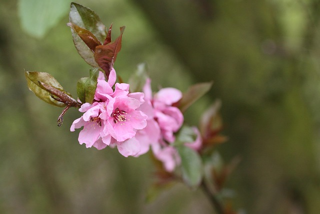 Blomstre, Lyserød, Forår, Afdeling