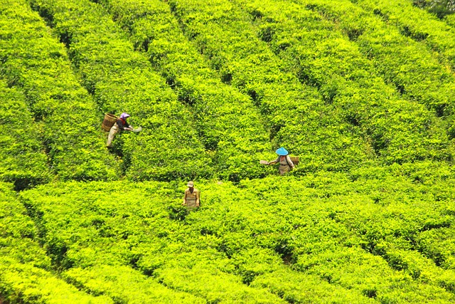Free Tea Pickers Tea photo and picture