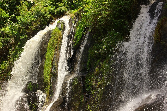 Free Waterfall Forest photo and picture