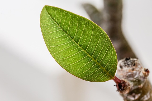 Free Leaf Green photo and picture