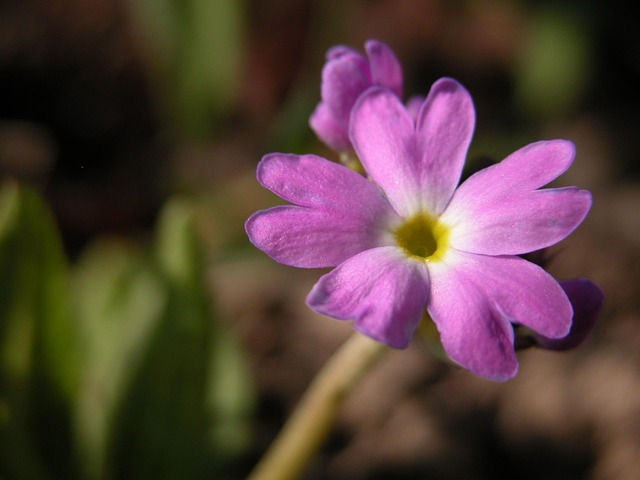 Free Flower Purple photo and picture