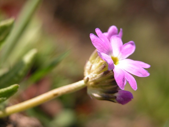 Free Purple Spring photo and picture