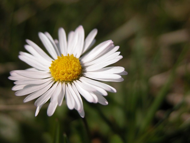 Free Daisy Flower photo and picture