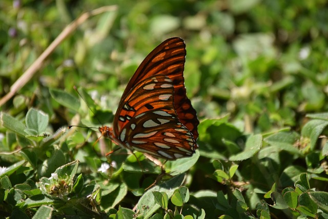 Free Butterfly Nature photo and picture