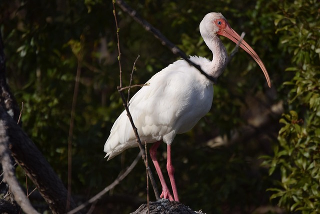 Free Ibis Bird photo and picture