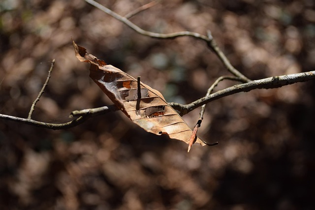 Free Leaf Autumn photo and picture